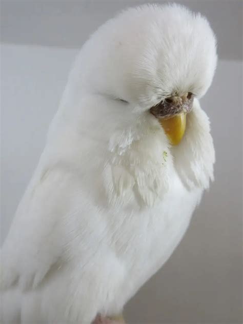 albino budgie|dark eyed clear budgie.